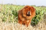 CHOW CHOW 275